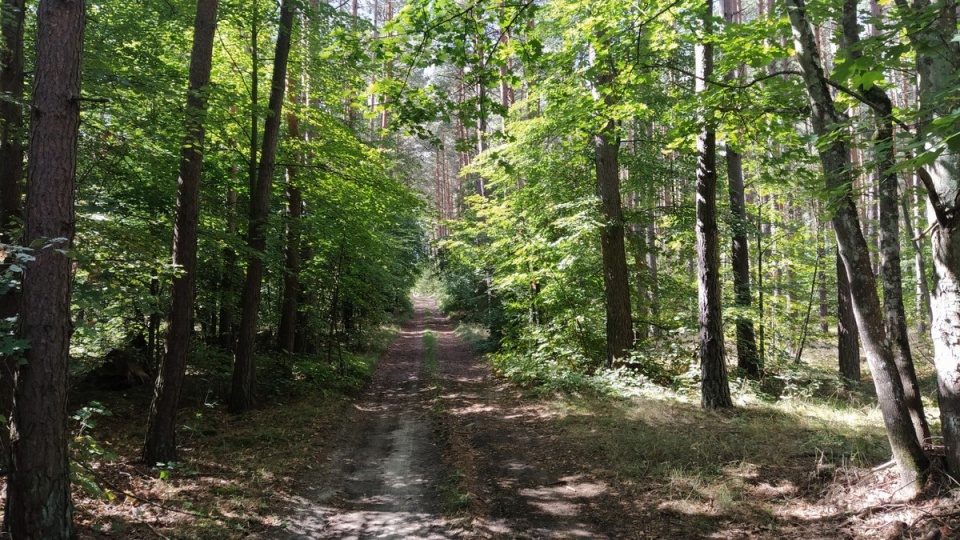 Ścieżka Ciszy ma 11 km długości. Rozpoczyna się w Starej Rzece, a kończy w okolicach Tlenia/fot. Marcin Doliński