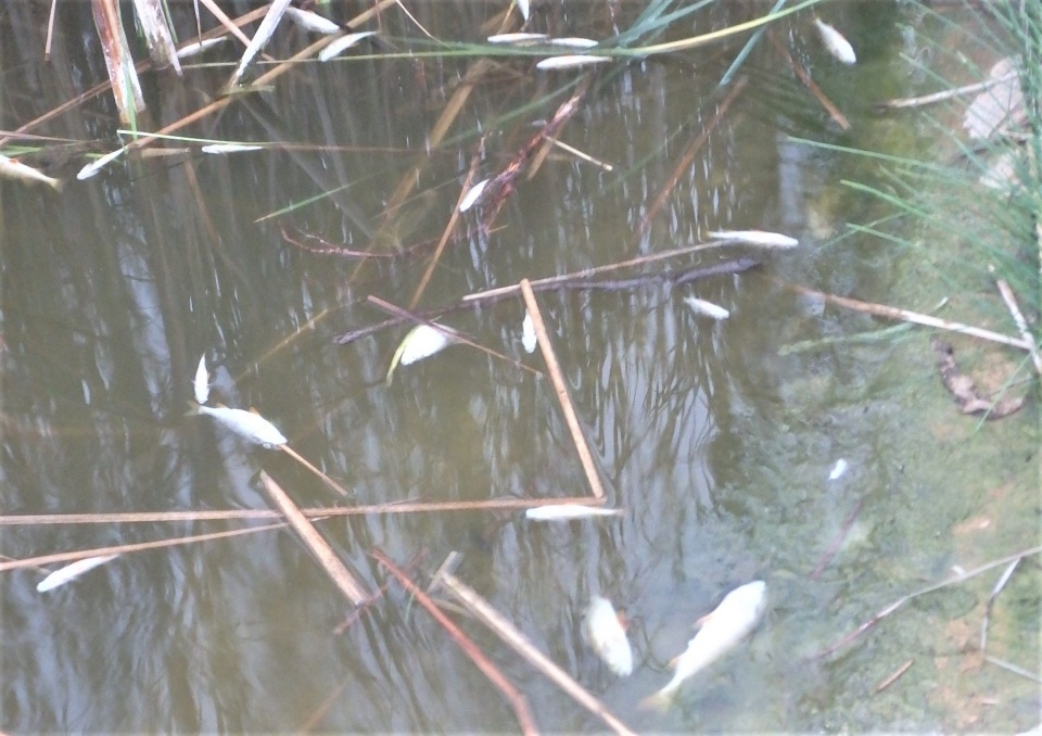 Śnięte ryby w Jeziorze Wielkim w Skępem. Tlenu w wodzi4e było co prawda mało, ale wstępnie ustalono, że za śmierć ryb moga odpowiadać kłusownicy używający prądu do połowów.