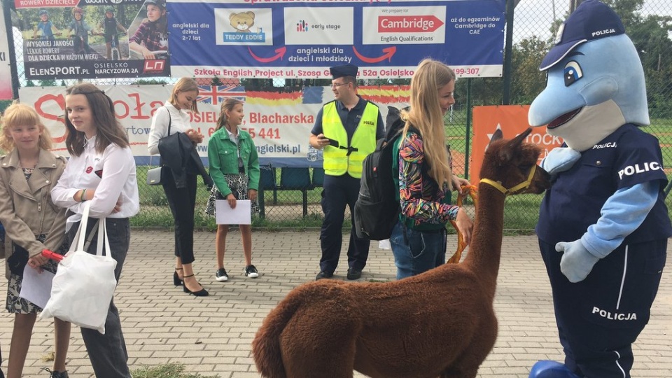 Żywa alpaka i policyjna maskotka Polfinek przeprowadzali w środę przez jezdnię dzieci idące do szkoły w podbydgoskim Osielsku. Fot. Elżbieta Rupniewska