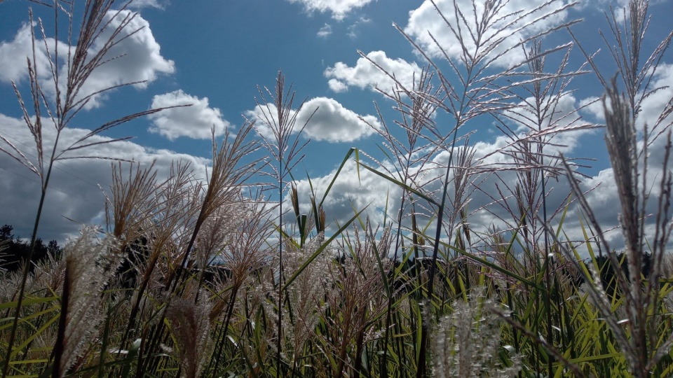 Jesienią trawy ozdobne mają ciekawe kłosy w różnych kolorach i kształtach/fot. Jarosław Mikietyński
