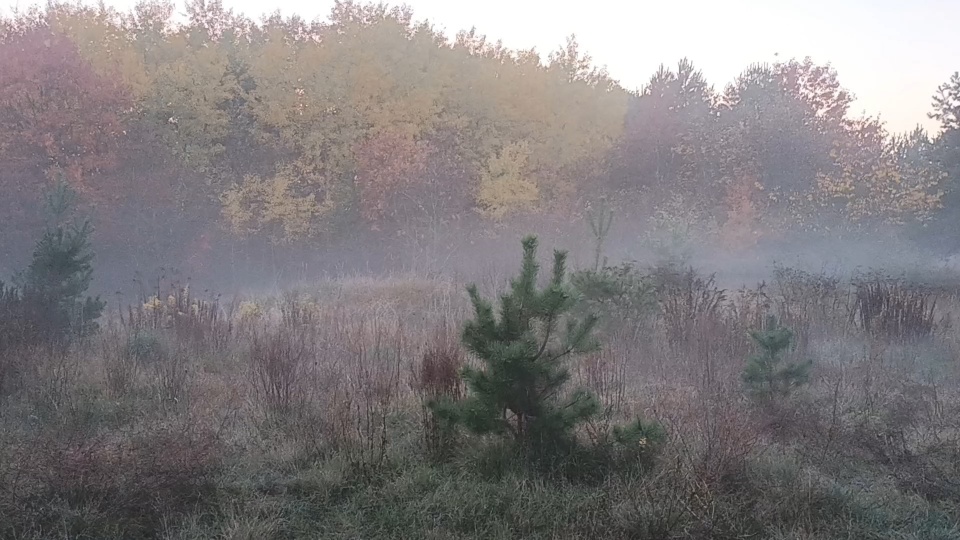 Meteorolodzy ostrzegają przed gęstymi mgłami w Bydgoszczy. (jw)