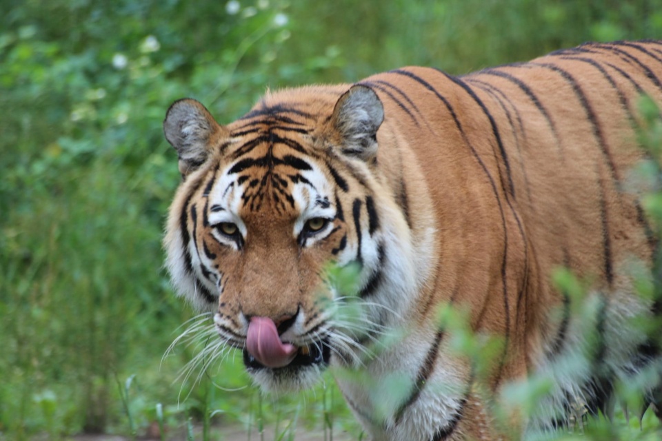 Tygrysy syberyjskie w naturze dożywają ok. 15 lat, Yardan miał 19/Leśny Park Kultury i Wypoczynku „Myślęcinek”, Facebook