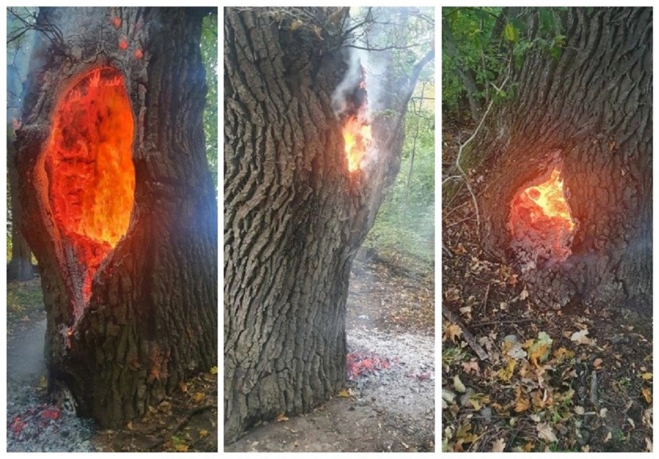 Okazałe drzewo było pomnikiem przyrody/fot. materiały UM w Koronowie
