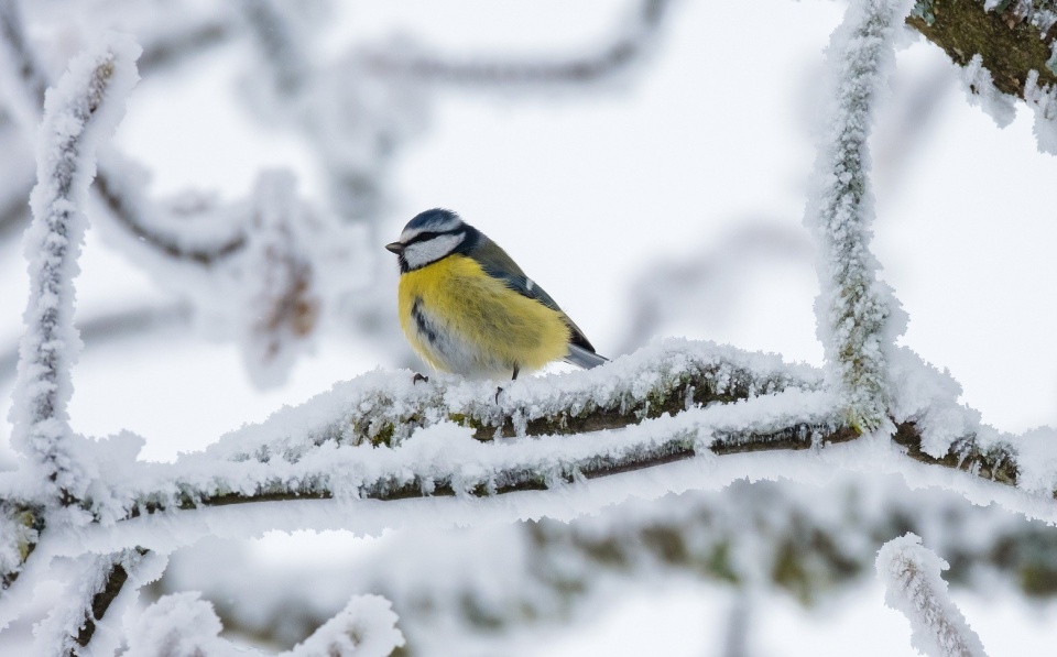 Instytut Meteorologii i Gospodarki Wodnej wydał ostrzeżenie przed intensywnymi opadami śniegu w północno-zachodniej części województwa kujawsko-pomorskiego/fot. Pixabay