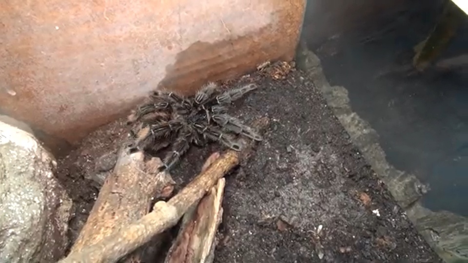Ptasznik olbrzymi - jeden z największych pająków na świecie. Fot.: Polskie Radio PiK