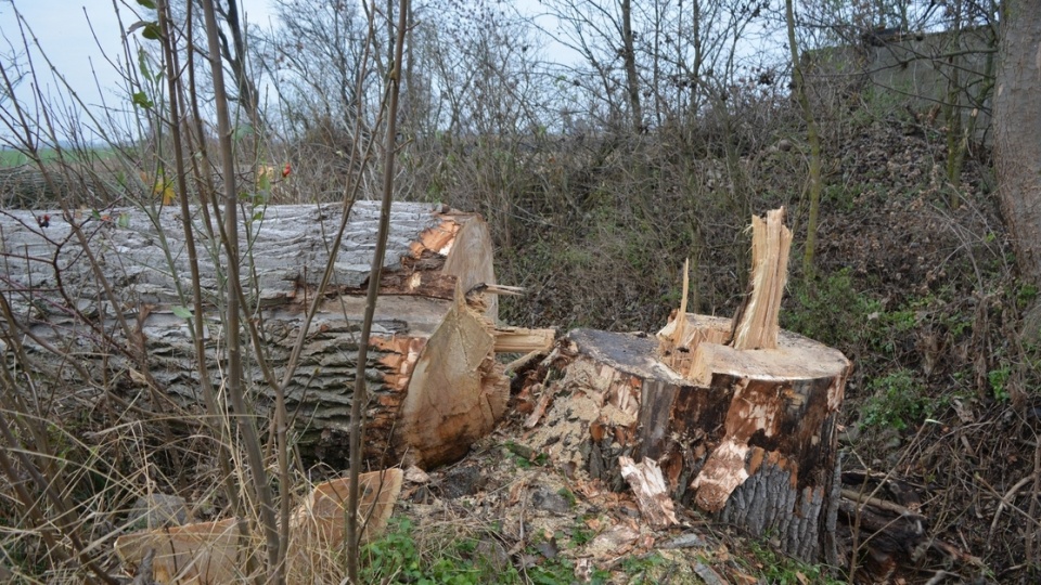 Wypadek przy wycince drzew na polu w gminie Radziejów/fot. materiały policji