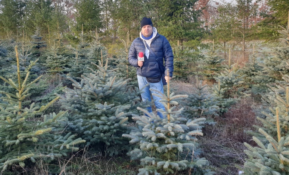 Nasz reporter Marcin Doliński na plantacji choinek w Nadleśnictwie Dąbrowa./fot. Redakcja