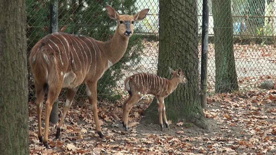 Antylopy z bydgoskiego ogrodu zoologicznego./fot. Janusz Wiertel/archiwum