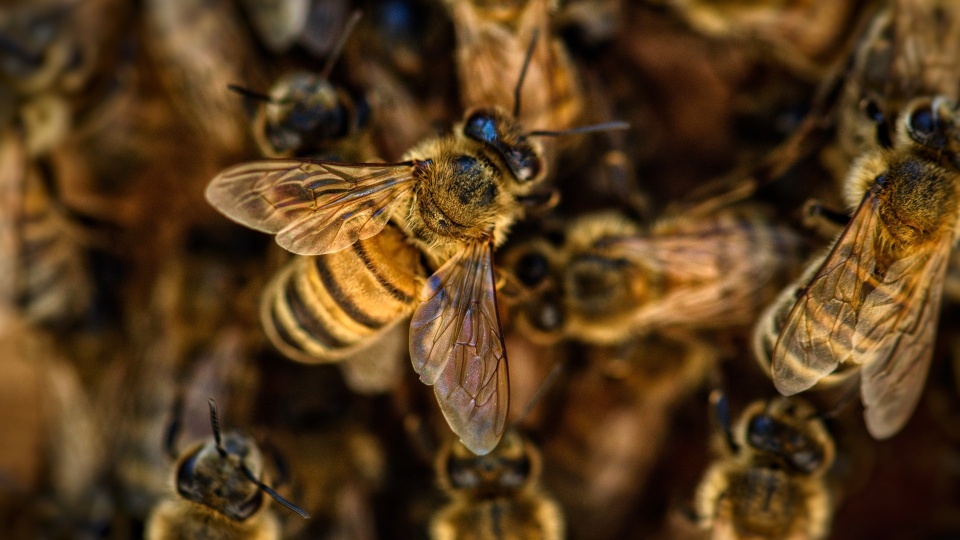 Pszczoły nawet zimą ciężko pracują, by przetrwać. Fot.: pixabay.com