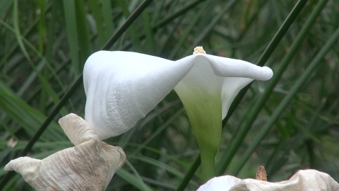 Ogród botaniczny IHAR w Myślęcinku/jw