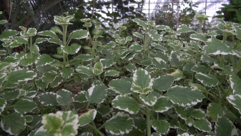 Ogród botaniczny IHAR w Myślęcinku/jw