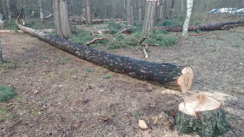 W połowie lutego rozpocznie się wycinka kilkudziesięciu sosen na toruńskiej Barbarce. Drzewa mają ponad 180 lat, ale są słabe i zagrażają bezpieczeństwu./fot. Michał Zaręba