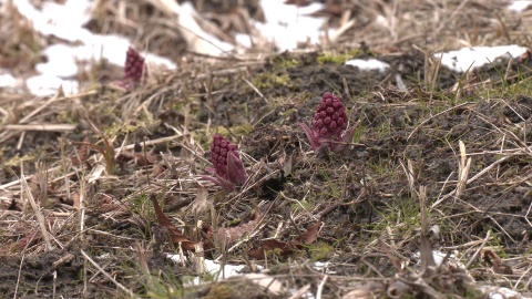 Przedwiośnie w Ogrodzie Botanicznym w Myślęcinku. (jw)