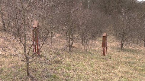 Przedwiośnie w Ogrodzie Botanicznym w Myślęcinku. (jw)