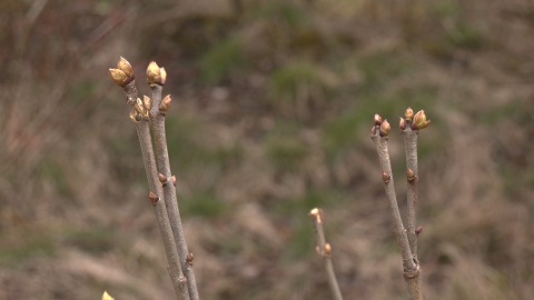 Przedwiośnie w Ogrodzie Botanicznym w Myślęcinku. (jw)