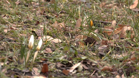 Przedwiośnie w Ogrodzie Botanicznym w Myślęcinku. (jw)