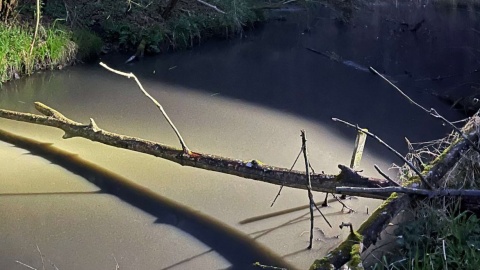 Pobrano próbki wody ze strugi Kicz i z Brdy, wyniki analizy powinny być znane najwcześniej 2 maja/fot. Wojewódzki Inspektorat Ochrony Środowiska w Bydgoszczy