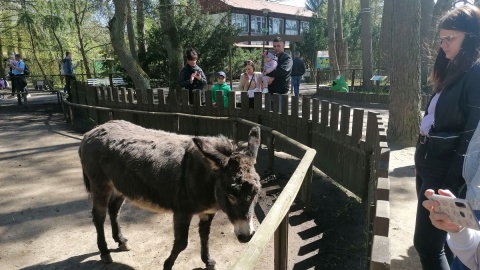 W majówkę zoo w bydgoskim Myślęcinku jest oblegane/fot. mg