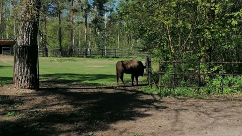 W majówkę zoo w bydgoskim Myślęcinku jest oblegane/fot. mg