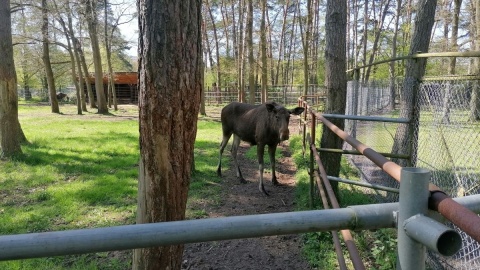 W majówkę zoo w bydgoskim Myślęcinku jest oblegane/fot. mg