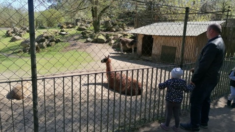 W majówkę zoo w bydgoskim Myślęcinku jest oblegane/fot. mg