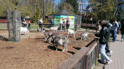 W majówkę zoo w bydgoskim Myślęcinku jest oblegane/fot. mg