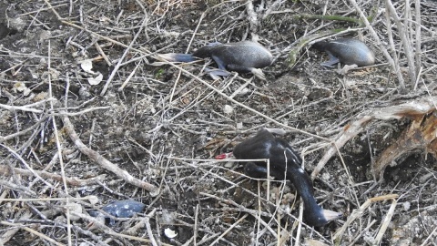Na wyspie Jeziora Tonowskiego zniszczono ponad 100 gniazd, zabijając około 300 piskląt i uszkadzając kilkadziesiąt jaj kormoranów/fot. Polskie Towarzystwo Ochrony Przyrody „Salamandra”, archiwum