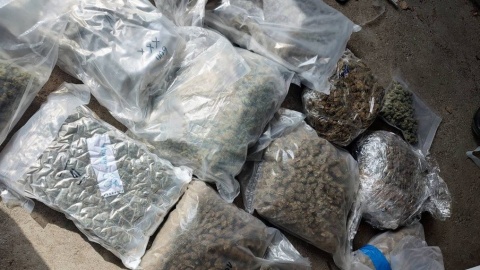 Łącznie policjanci zabezpieczyli ponad 14,5 kilograma marihuany o czarnorynkowej wartości ponad 700 tys. zł/fot. materiały policji