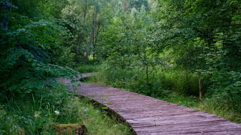 Park dendrologiczny „Nad Stążką"/fot. Magdalena Bławat-Lewandowska, kujawsko-pomorskie.pl