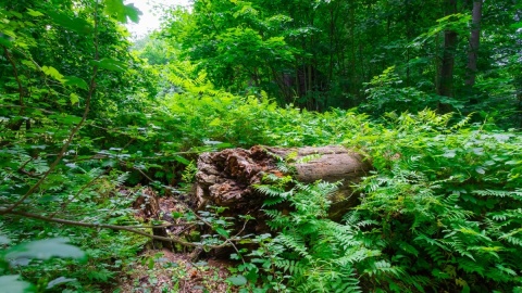 Park dendrologiczny „Nad Stążką"/fot. Mikołaj Kuras dla UM