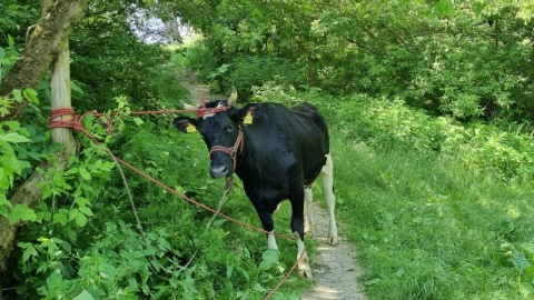 Ratowanie krowy, która utknęła w Wiśle koło Torunia/fot. OSP KSRG Złotoria