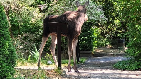 Łoś w Ogrodzie Botanicznym UKW/fot. Ogród Botaniczny UKW, Facebook