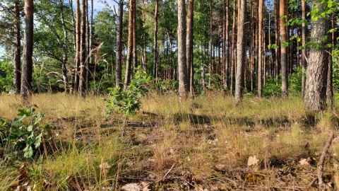 Susza w lesie w podbydgoskiej Brzozie/fot. mg