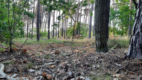Susza w lesie w podbydgoskiej Brzozie/fot. mg