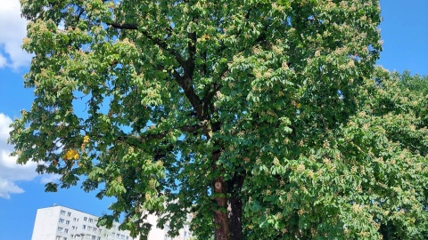 Kasztanowiec Jeżyk, który dumnie rośnie na terenie SP nr 6 w Toruniu ma szanse na tytuł drzewa roku/fot: nadesłane