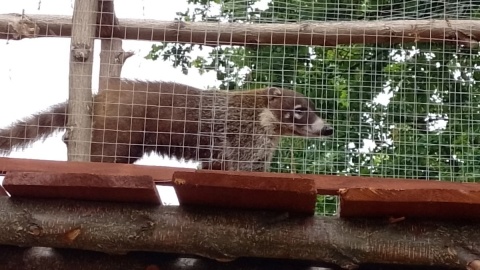 Niedziela edukacyjna w Ogrodzie Zoobotanicznym w Toruniu/fot. Michał Zaręba