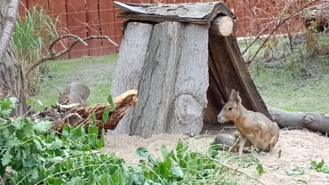 Niedziela edukacyjna w Ogrodzie Zoobotanicznym w Toruniu/fot. Michał Zaręba