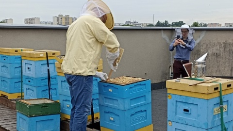 Marszałkowska pasieka to 5 uli, w których żyje ok.100 tysięcy pszczół. Na dachu odbyło się już pierwsze miodobranie/fot. Monika Kaczyńska