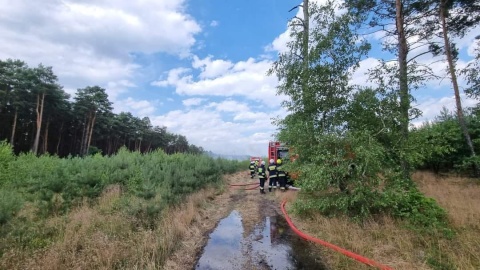 Płonął młody las w miejscowości Czarne Błoto koło Torunia/fot. KM PSP Toruń, Facebook