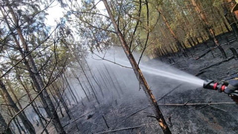 Płonął młody las w miejscowości Czarne Błoto koło Torunia/fot. KM PSP Toruń, Facebook
