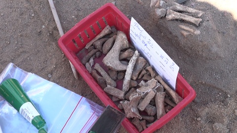 Wykopaliska archeologiczne w Pniu koło Ostromecka (jw)