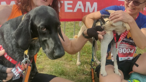 Hard Dog Race to biegi przełajowe dla psów i ich opiekunów. Sportowa akcja ma zwrócić uwagę na zachowanie ludzi względem zwierząt/fot: Witold Orcholski