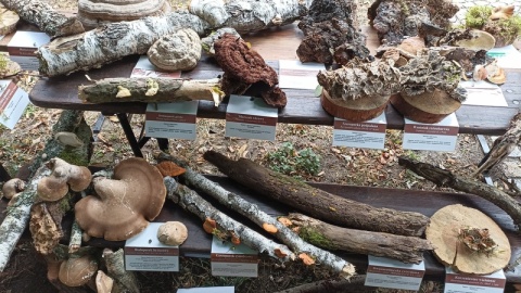 Wiele ciekawych informacji na temat grzybów podano w czwartek w Europejskim Centrum Współpracy Młodzieży w Toruniu. Pracownicy Tucholskiego Parku Krajobrazowego zorganizowali tam II Wystawę Grzybów. Przywieźli ze sobą kilkadziesiąt gatunków/fot. Monika Kaczyńska