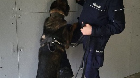 Policyjne psy służbowe z komend w Bydgoszczy i w Nakle przeszły sprawdzian umiejętności/fot. Policja