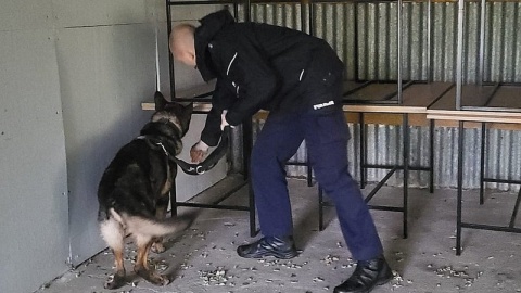Policyjne psy służbowe z komend w Bydgoszczy i w Nakle przeszły sprawdzian umiejętności/fot. Policja