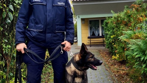 Policyjne psy służbowe z komend w Bydgoszczy i w Nakle przeszły sprawdzian umiejętności/fot. Policja