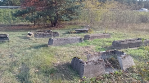 Stowarzyszenie Lapidaria od lat zajmuje się zapomnianymi nekropoliami. Jednym z takich miejsc jest m.in cmentarz ewangelicki nowym na Podgórzu w Toruniu/fot. Michał Zaręba