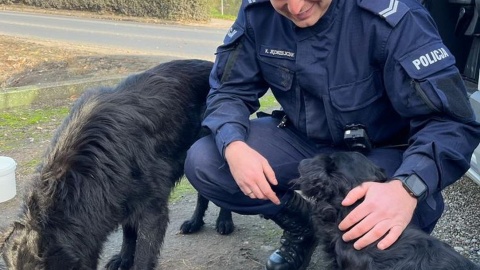 Kundelki były bardzo wystraszone i nieufne. Mundurowy nakarmił je i napoił/fot. materiały policji