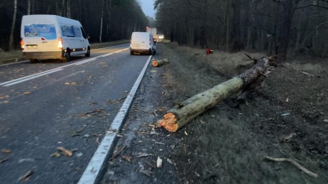 Jedna osoba została ranna na drodze krajowej nr 10 w Emilianowie koło Bydgoszczy po tym, jak na samochody przewróciło się drzewo/fot. OSP Solec Kujawski, Facebook