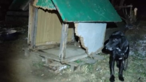 Pies Teo został przygarnięty przez policjanta ze Świecia po tragicznym w skutkach pożarze/fot: KPP w Świeciu
